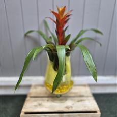 Bromeliad in a Glass Vase
