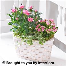 Pink Rose &amp; Kalanchoe Basket