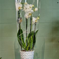 Phalaenopsis Orchid Plant