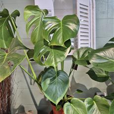 Monstera- Cheese Plant