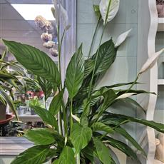 Peace Lily Plant (Spathiphyllum)