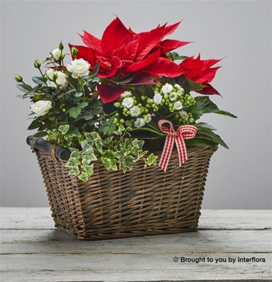 Christmas Planted Basket
